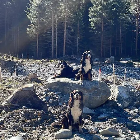 Chow Chow Apartment Nauders