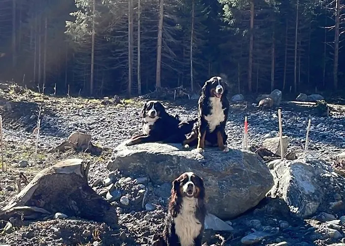 Chow Chow Apartmán Nauders